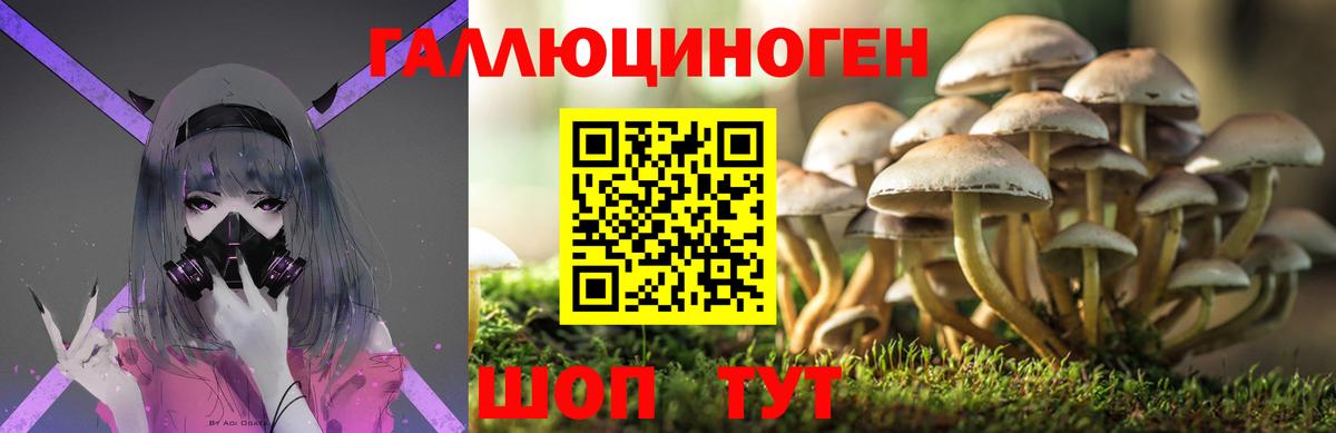 где найти наркотики  Галлюциногенные грибы Cubensis  Вход с VPN  Ногинск 